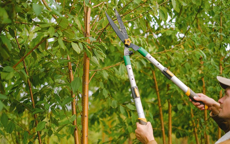 Tree trimming in Chalmers, IN